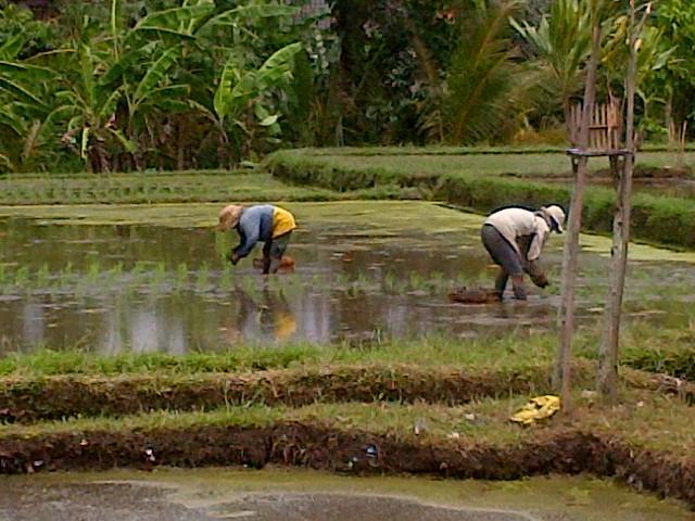 Nyoman Karsa Bungalow Ubud Eksteriør bilde